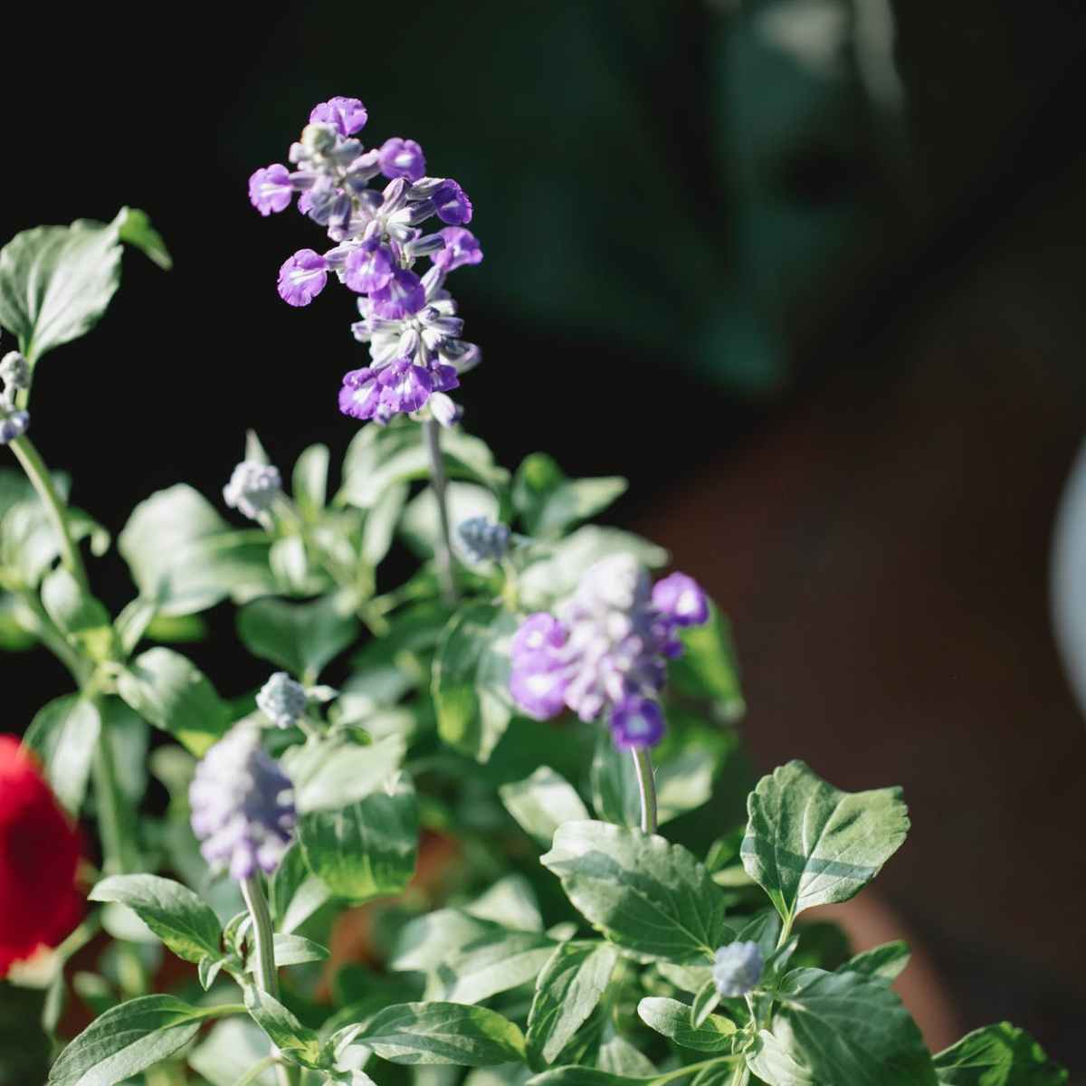 Perennial Herbaceous