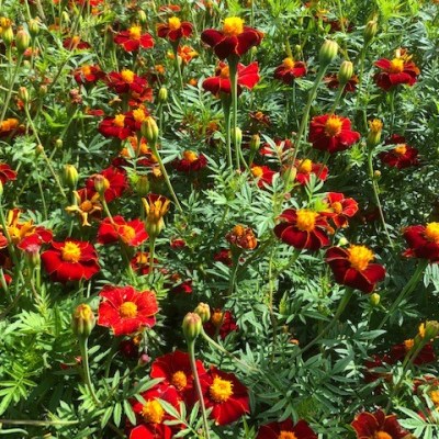 Annual/Biennial Herbaceous