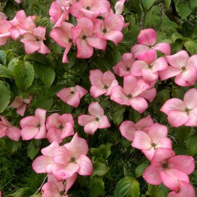 Connoisseurs Choices